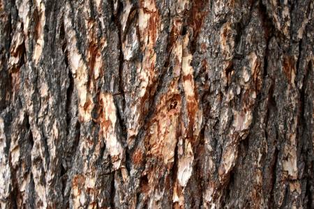 Pine tree texture