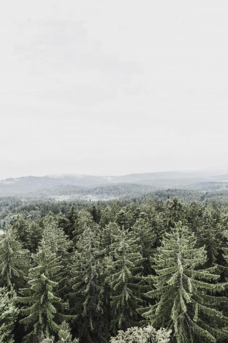 Pine Trees Above White Clouds during Daytime