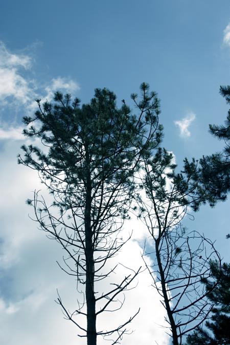 Pine trees against the sky