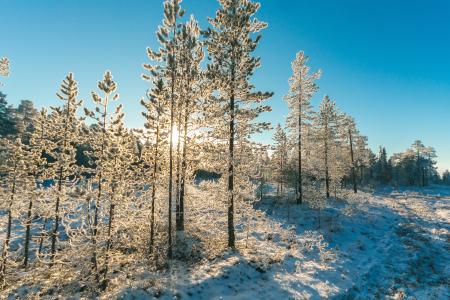 Pine Trees Field With Snow