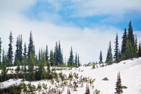 Pine Trees on Frozen Mountain