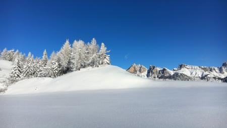 Pine Trees on Snow