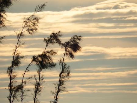 Pine Trees Sunset Silhouette