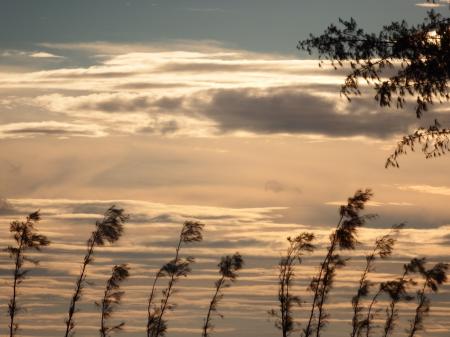 Pine Trees Sunset Silhouette