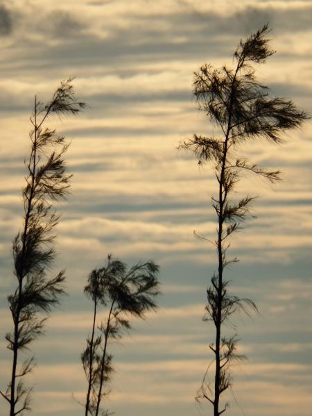 Pine Trees Sunset Silhouette