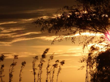 Pine Trees Sunset Silhouette