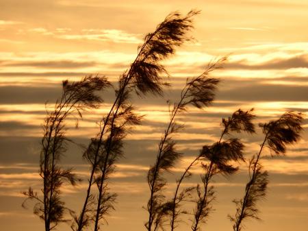 Pine Trees Sunset Silhouette