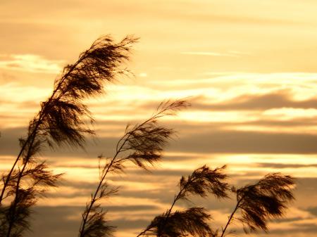 Pine Trees Sunset Silhouette
