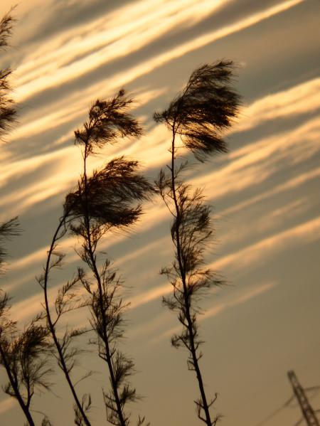 Pine Trees Sunset Silhouette