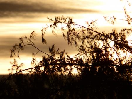 Pine Trees Sunset Silhouette