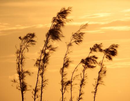 Pine Trees Sunset Silhouette