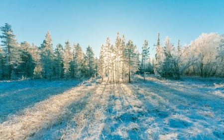 Pine Trees Under Blue Sky