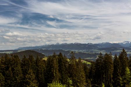 Pine Trees Under White Clouds during Daytime