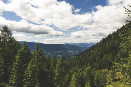 Pine Tress on the Mountain Landscape Photo during Daytime