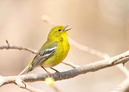 Pine Warbler