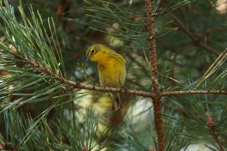 Pine Warbler