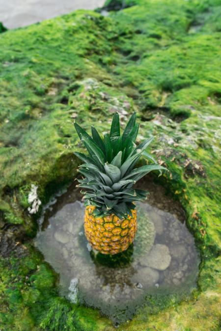 Pineapple