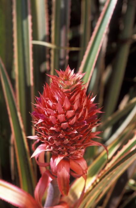 Pineapple Growing