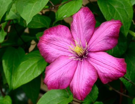 Pink 6 Petaled Flower in Bloom