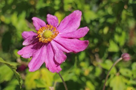 Pink and Orange Flower Before Green Leaves during Daytime