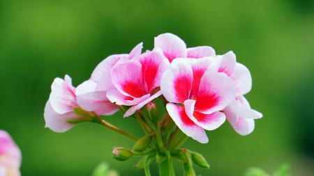 Pink and Red Petal Flower