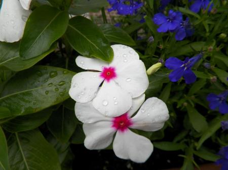 Pink and white flower