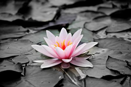 Pink and White Lotus Flower
