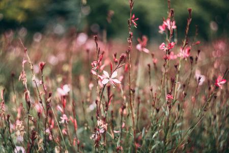 Pink and White Petaled Flower in Closeup Photography at Daytime