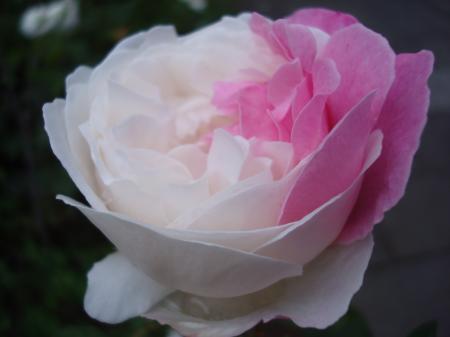 Pink and white rose