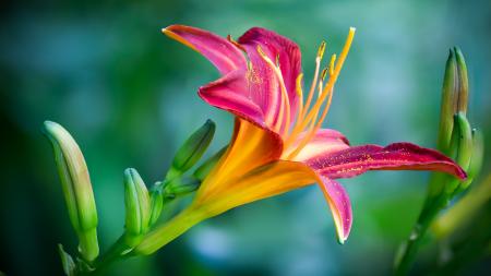 Pink yellow lily