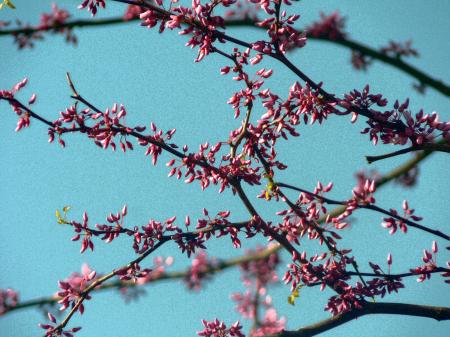 Pink blossoms in the sky