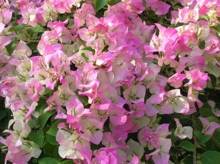 Pink Bougainvillea Flower