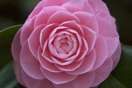 Pink Camellia