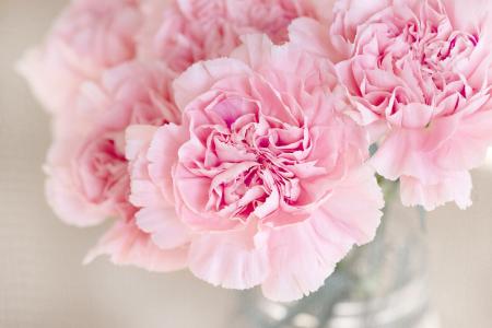 Pink Carnations