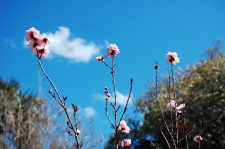 Pink Cherry Blossom Stalks