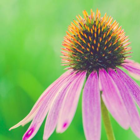 Pink coneflower closeup