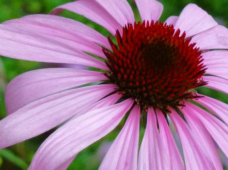 Pink coneflower