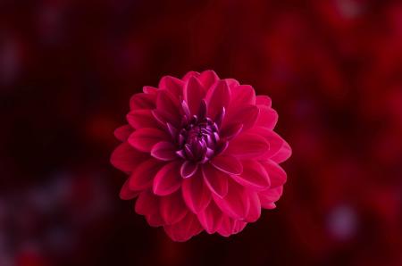 Pink Dahlia Flower in Bloom Close-up Photo