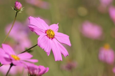 Pink Daisy Flower Selective Photography