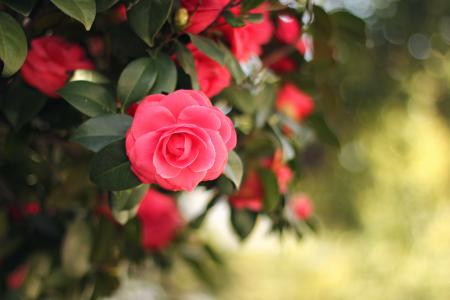 Pink Flower