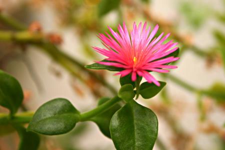 Pink Flower