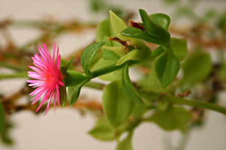 Pink Flower