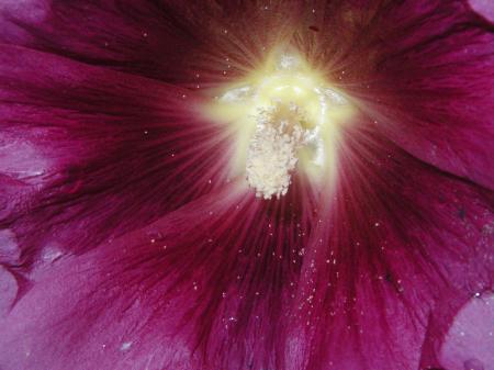 Pink flower