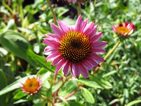 Pink Flower