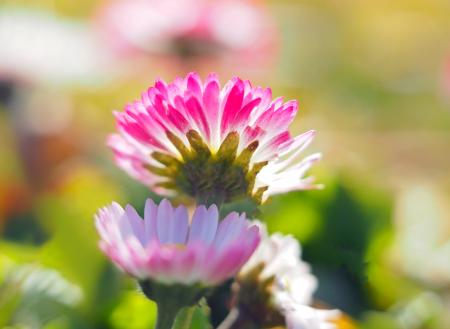 Pink Flower