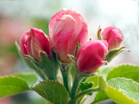 Pink Flower