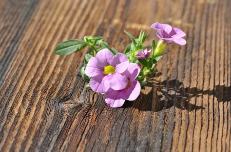 Pink Flower