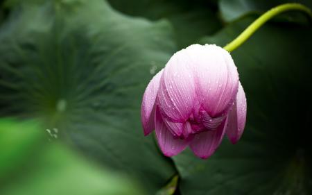 Pink Flower Bud