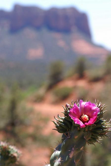 Pink flower in the desert