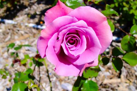 Pink Flower Macro Photography